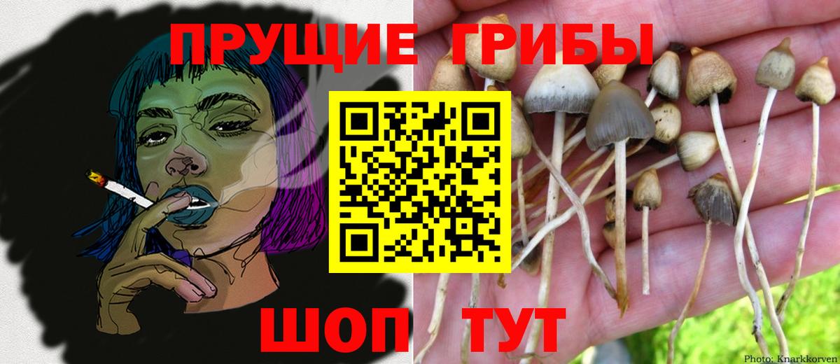 Звенигород  Галлюциногенные грибы Psilocybine cubensis  Вход с VPN 